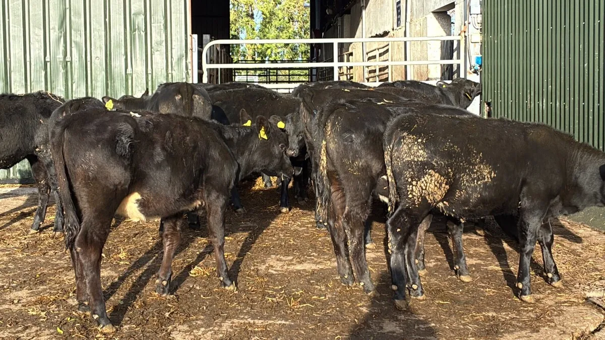 18 super Angus weanling heifers - Image 3