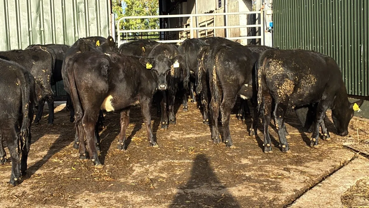 18 super Angus weanling heifers - Image 4