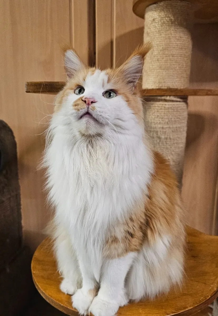 Maine coon female - Image 1