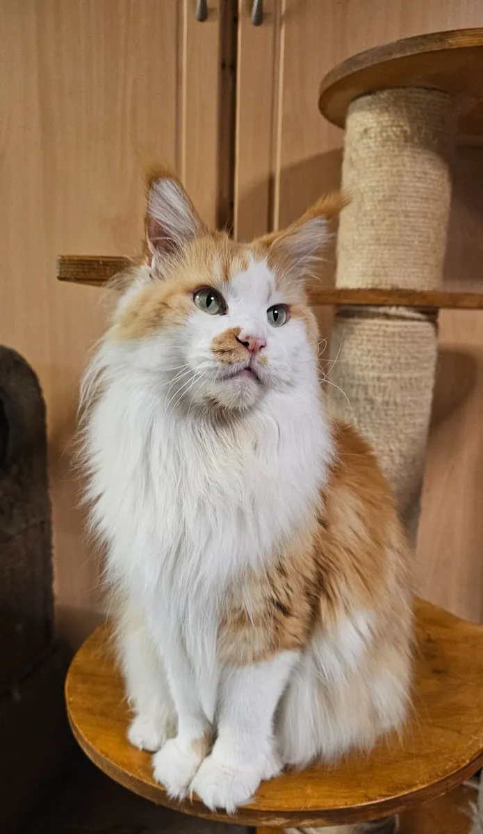 Maine coon female - Image 2