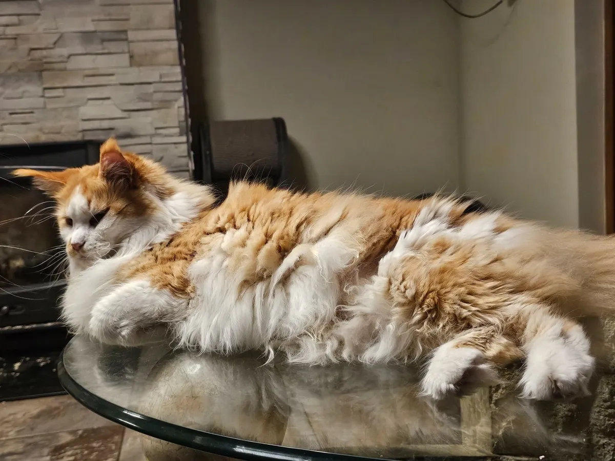 Maine coon female - Image 3