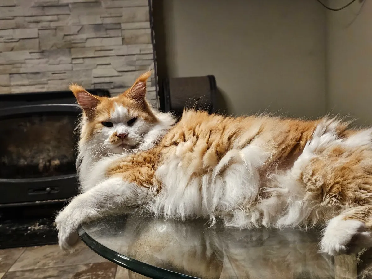 Maine coon female - Image 4