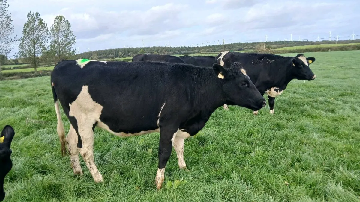 20 Incalf heifers - Image 2
