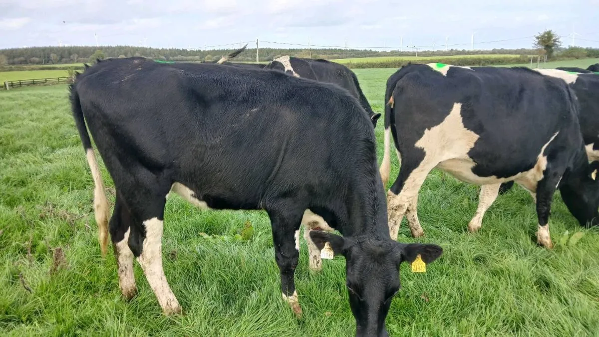 20 Incalf heifers - Image 3