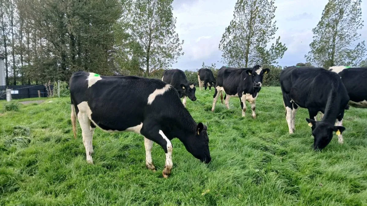 20 Incalf heifers - Image 1