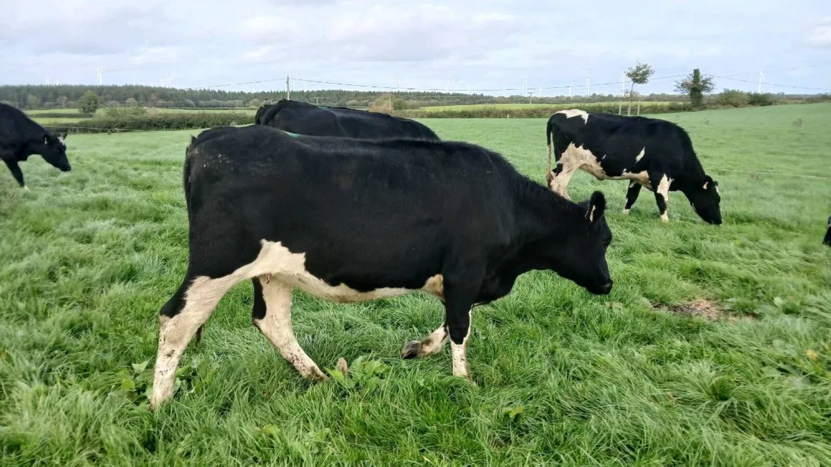 20 Incalf heifers - Image 4
