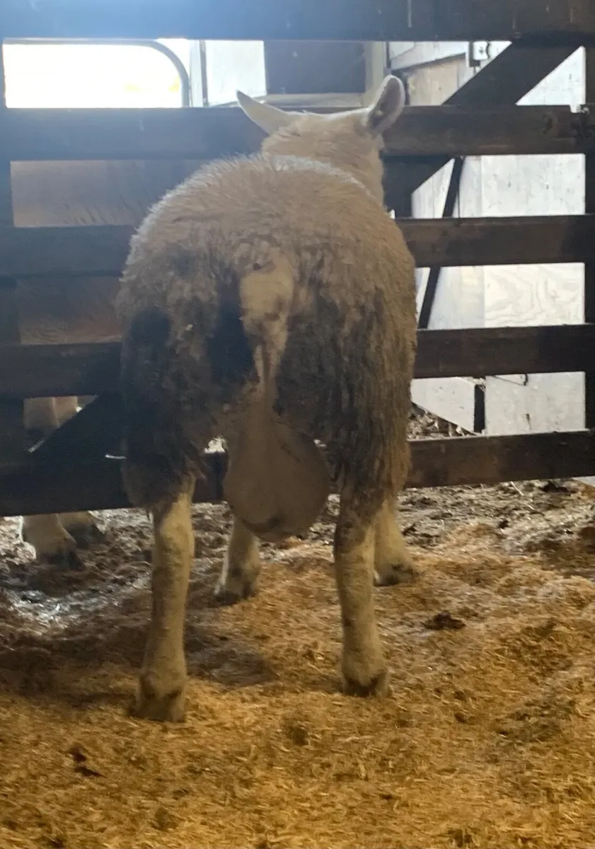 Mid March PBR Tex Ram Lamb - Image 4