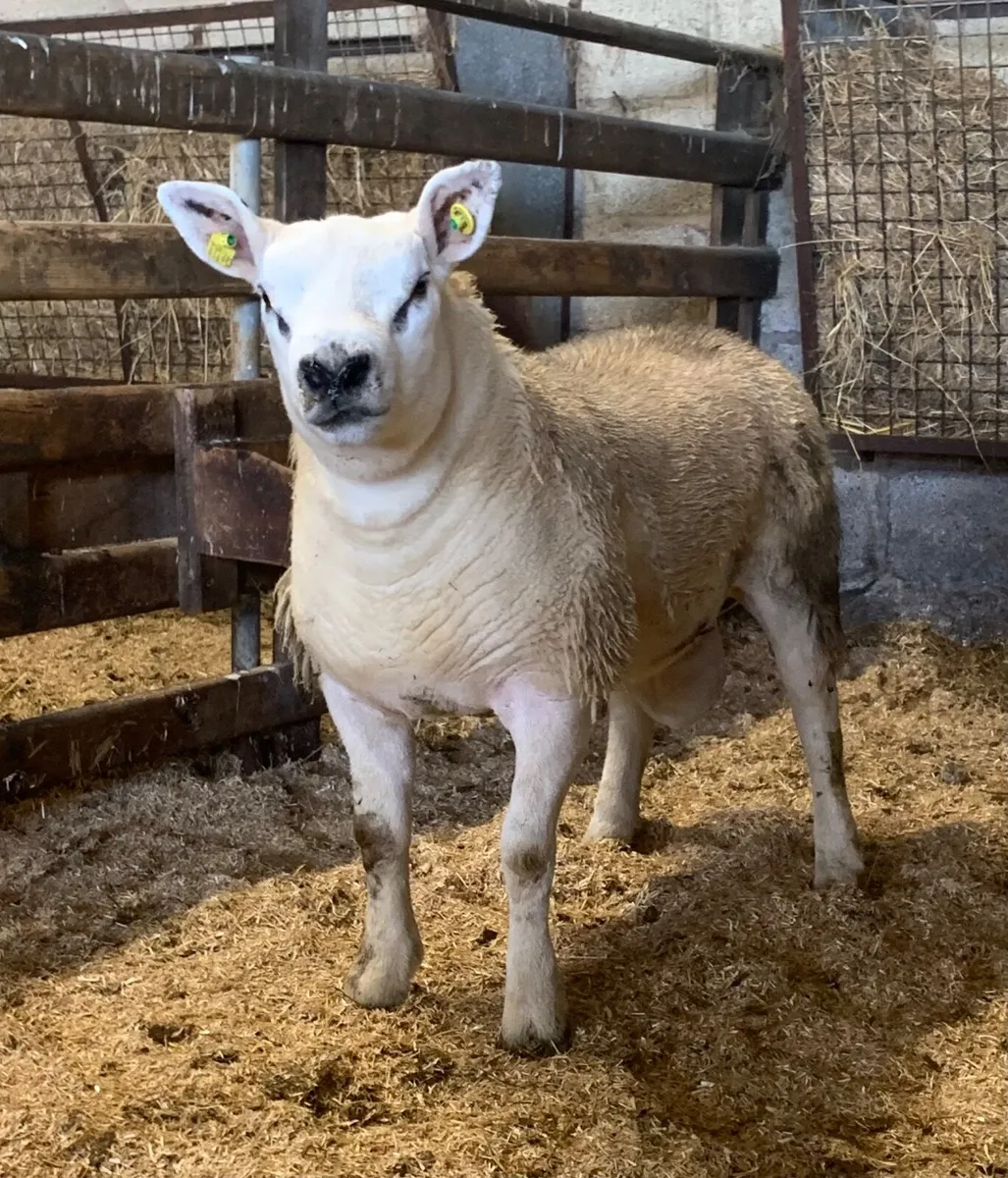 Mid March PBR Tex Ram Lamb - Image 2