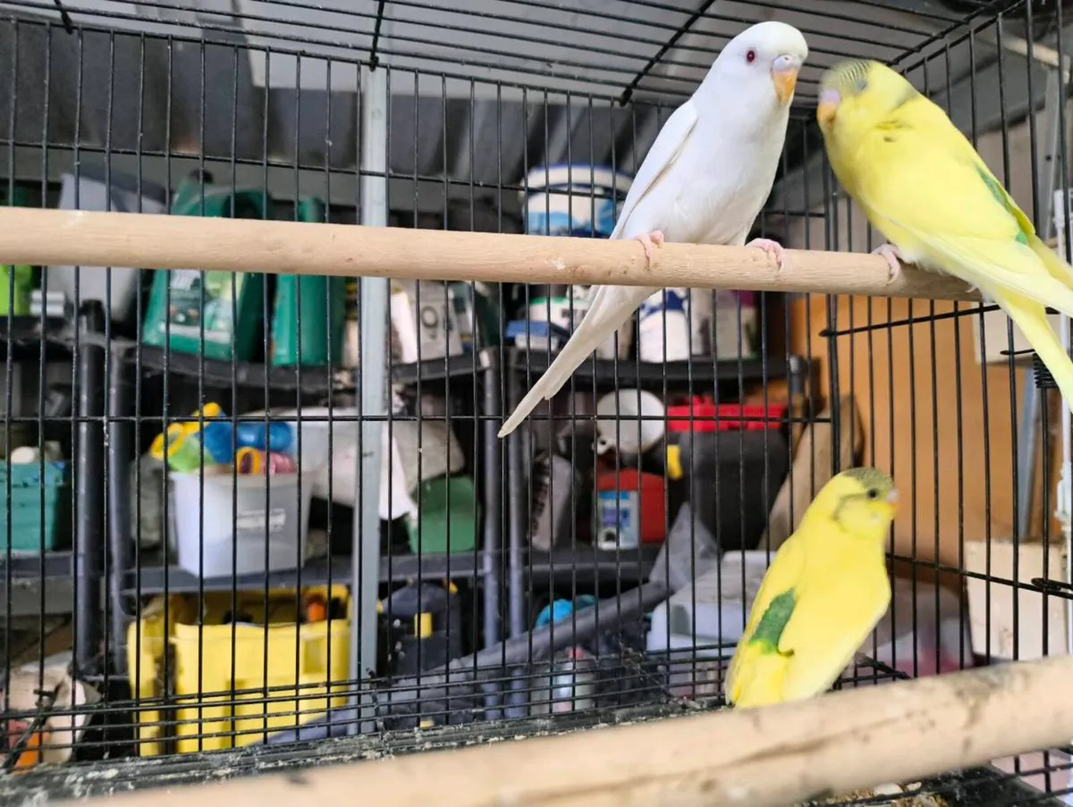 Budgies & assorted cages - Image 1