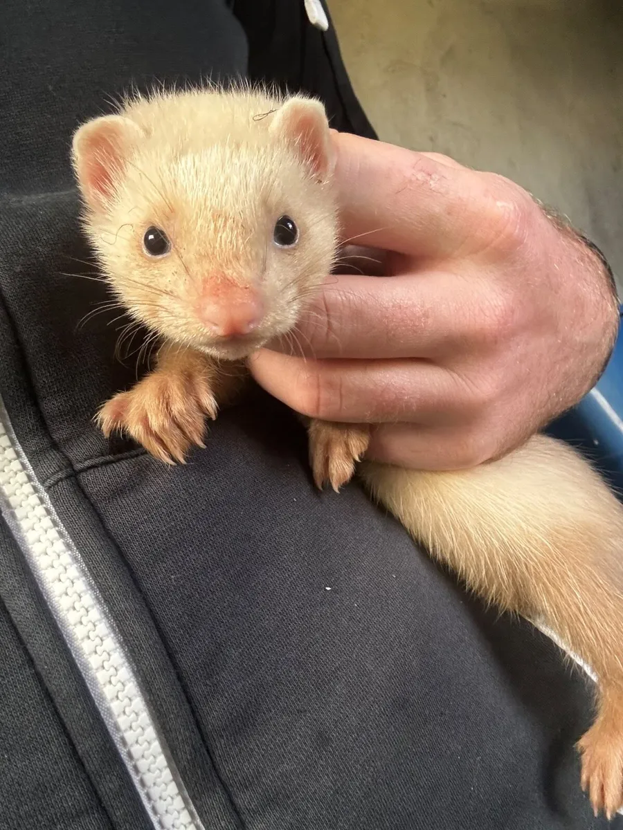 Ferret kits