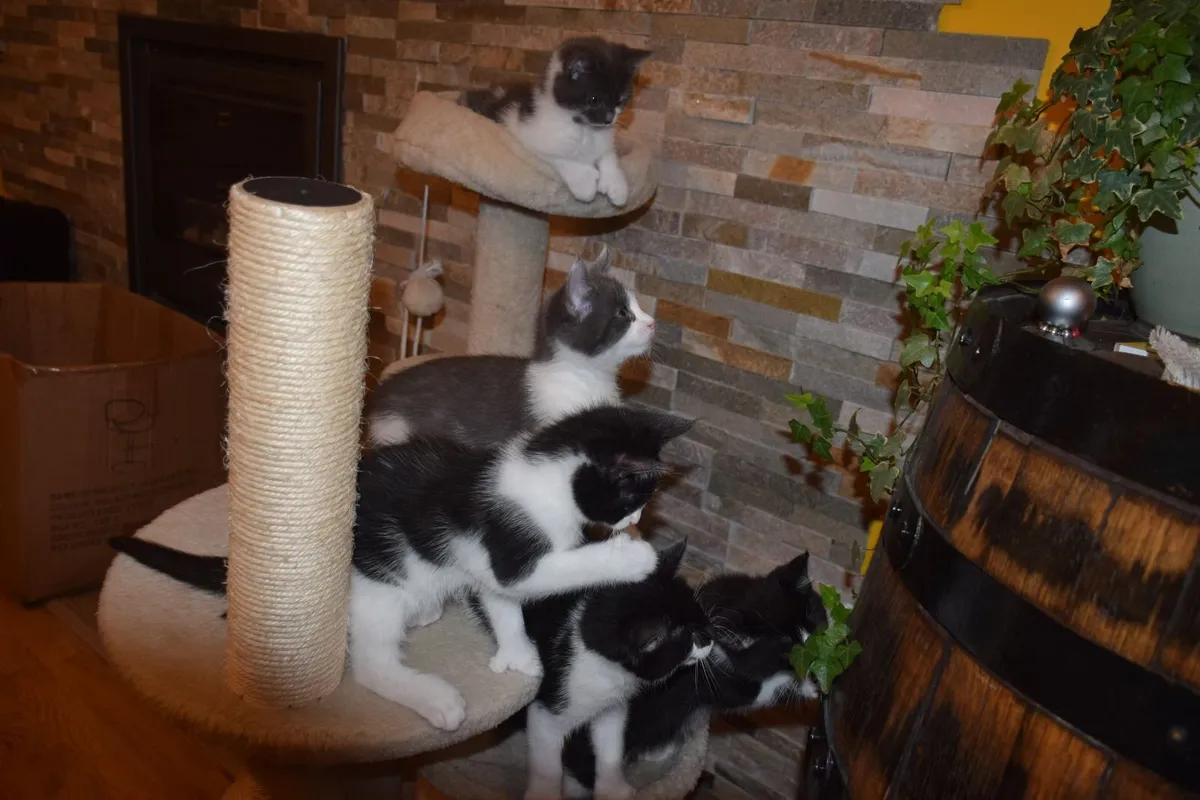 5 Kittens For Sale - Image 1