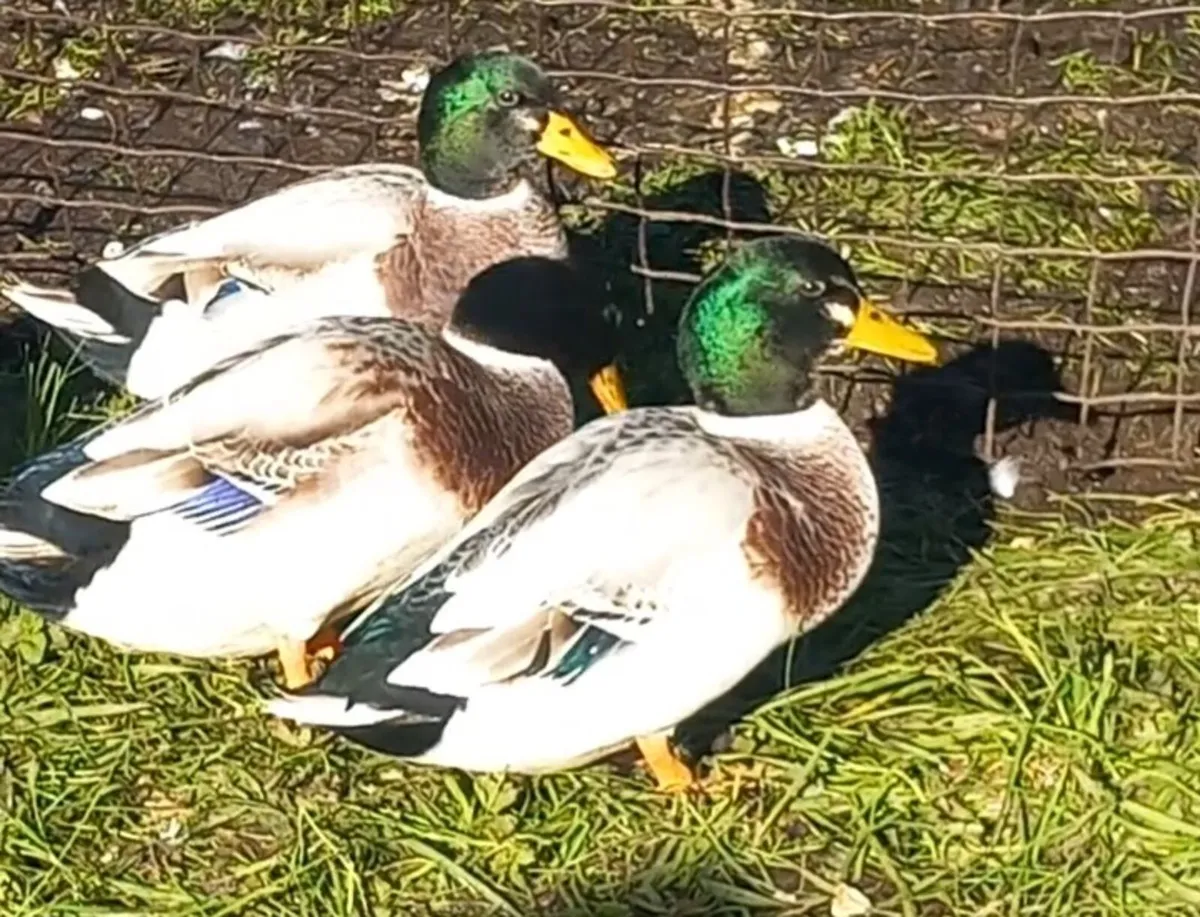 Silver bantam drakes - Image 1