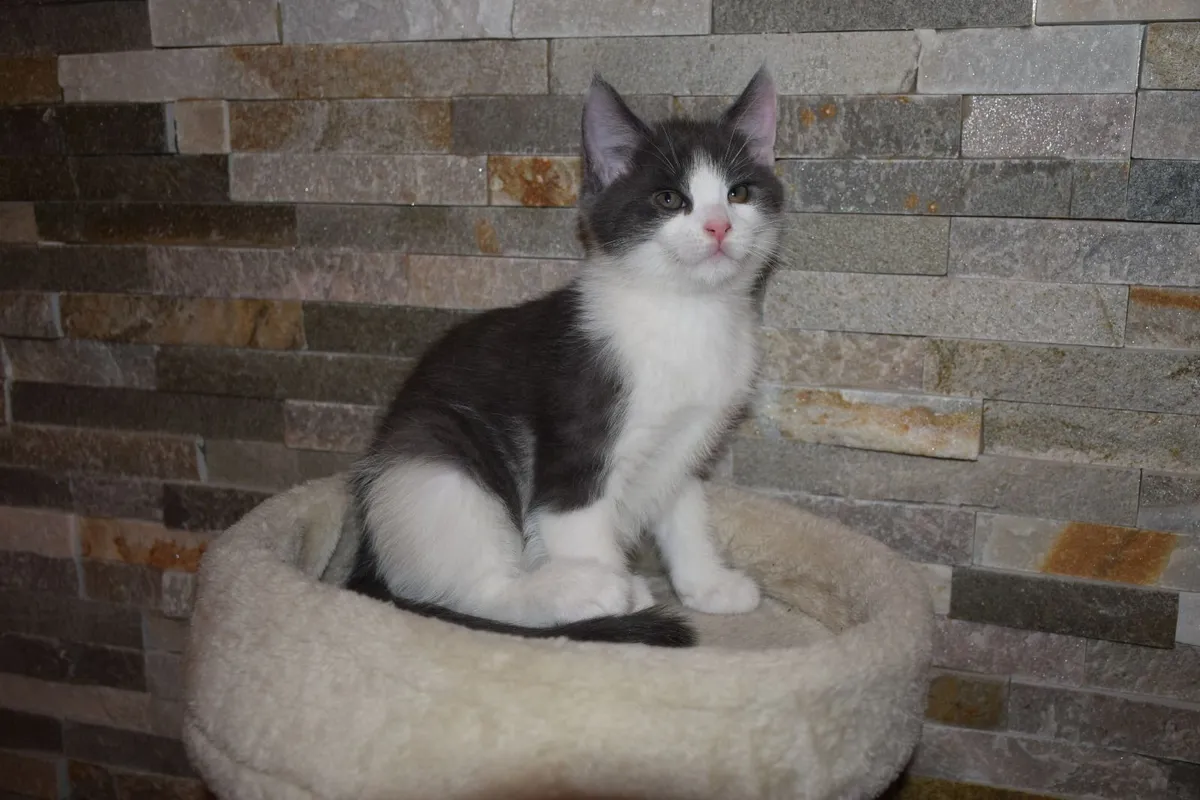5 Kittens For Sale - Image 2