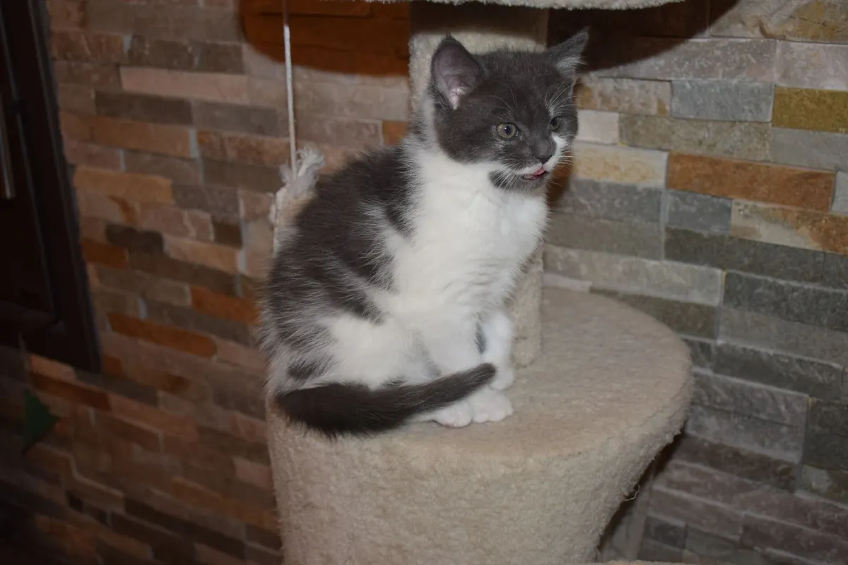 5 Kittens For Sale - Image 3