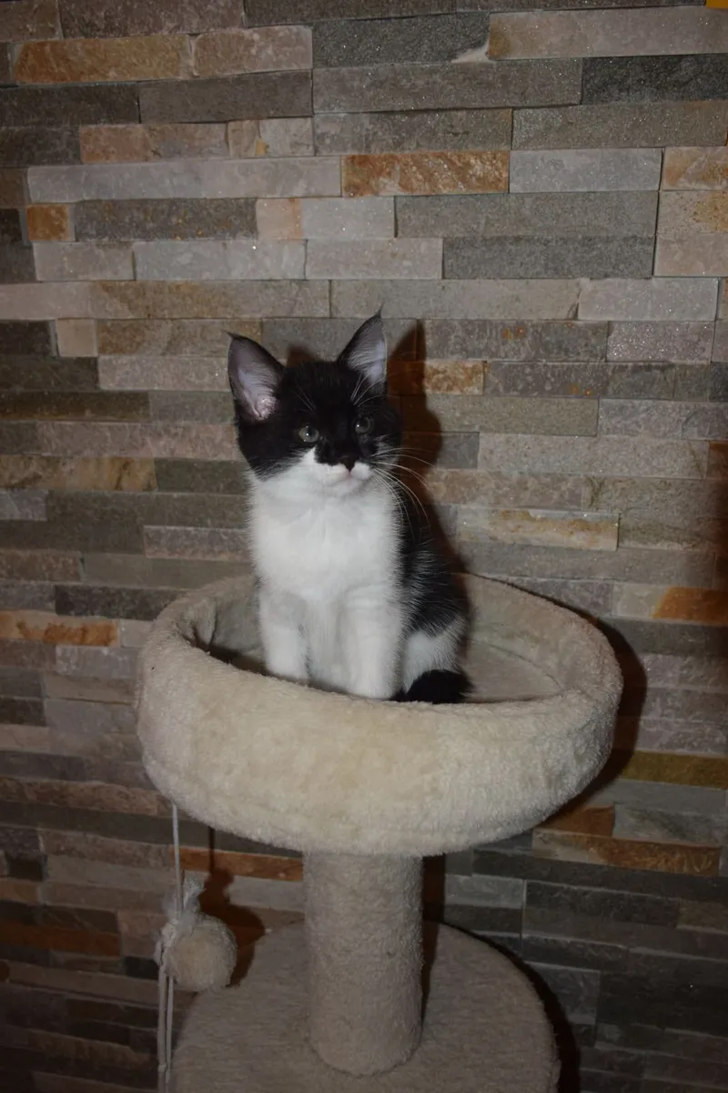 5 Kittens For Sale - Image 4