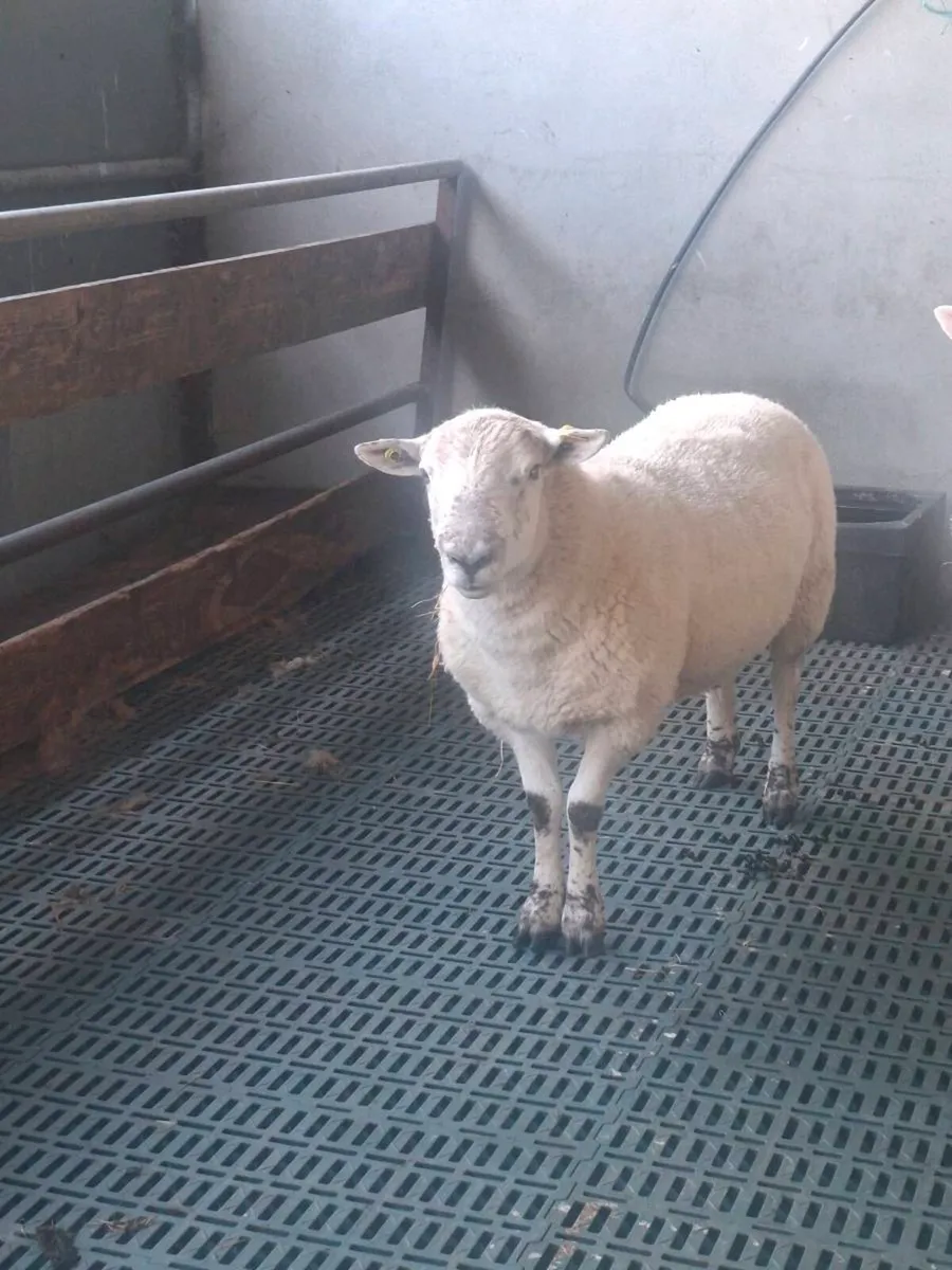 Sufftex Hogget Ram - Image 2