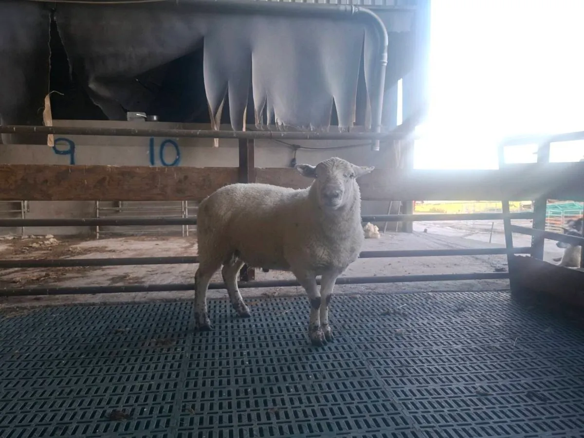 Sufftex Hogget Ram - Image 1