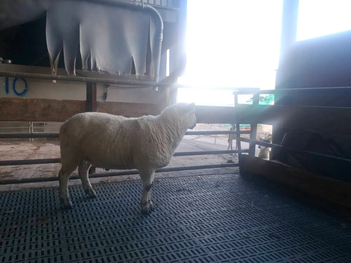 Sufftex Hogget Ram - Image 3
