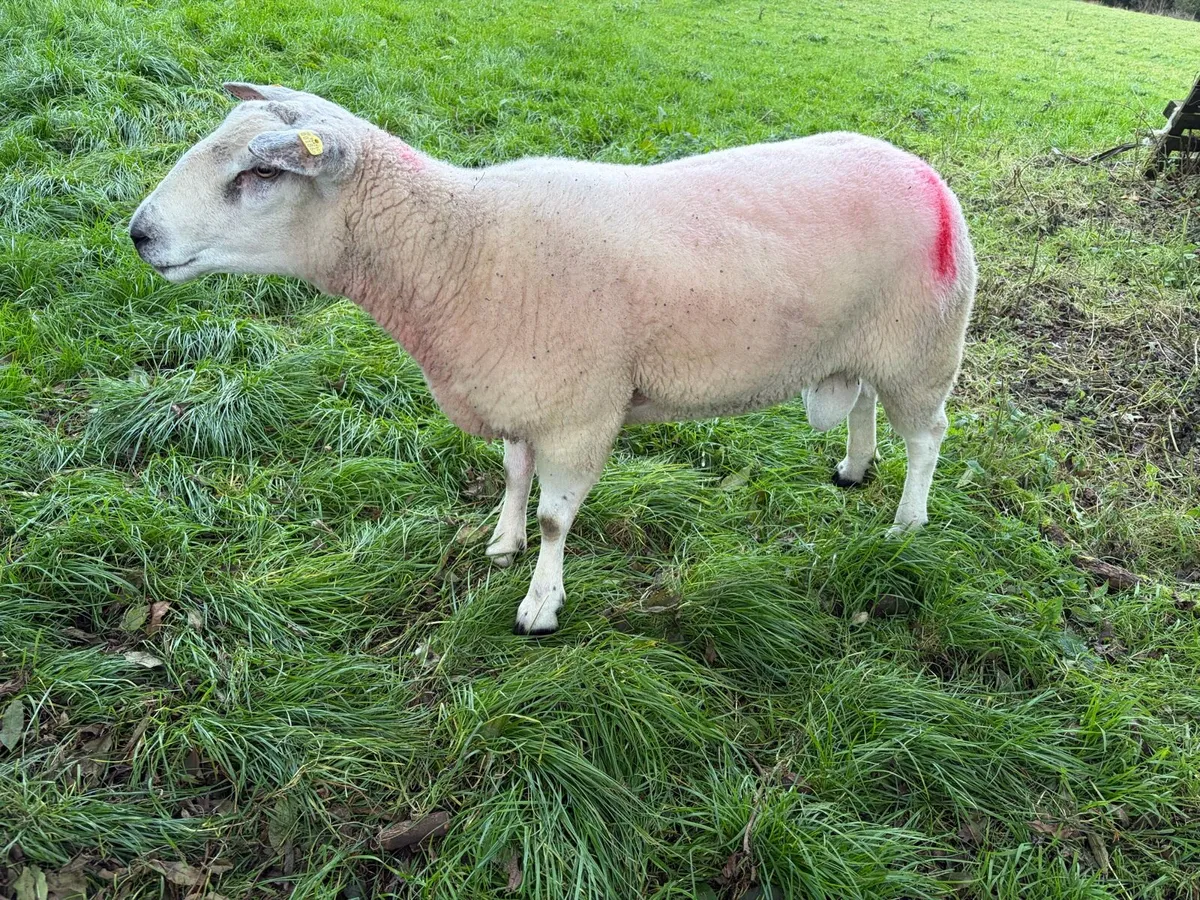 Belclare Ram - Image 2
