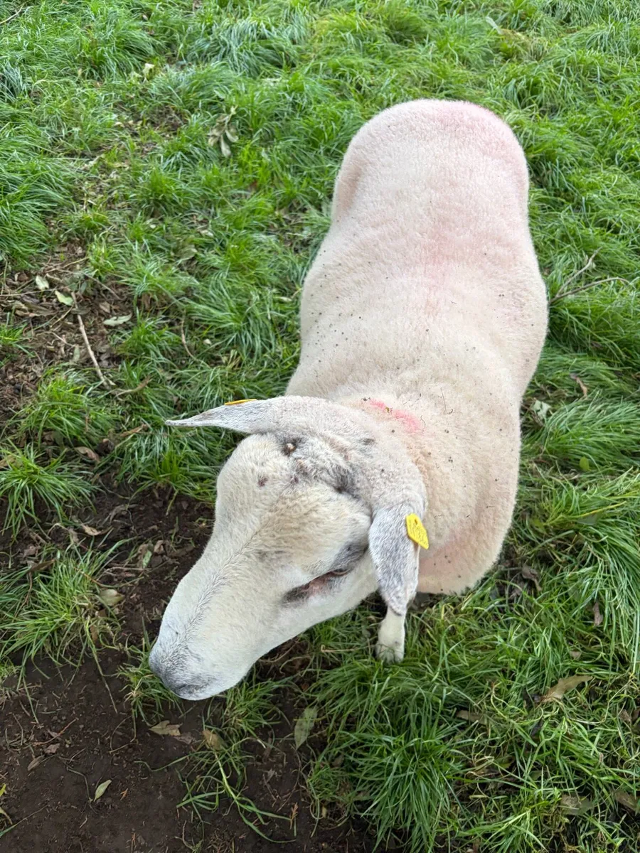 Belclare Ram - Image 3