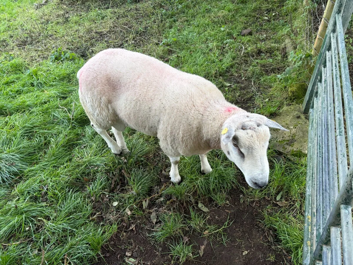Belclare Ram - Image 4
