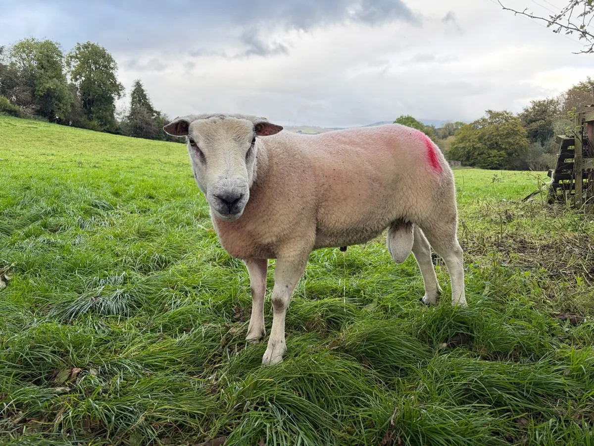 Belclare Ram - Image 1