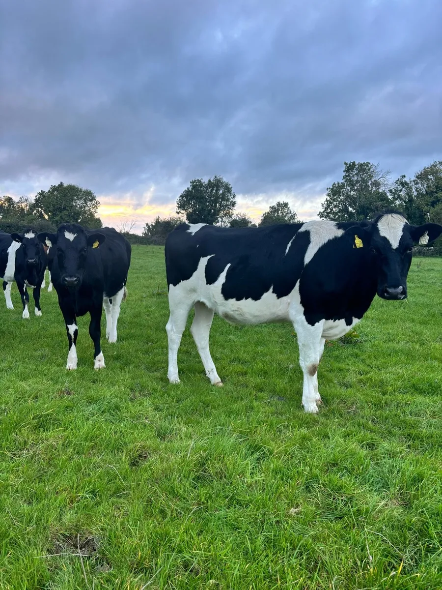 Maiden Heifers - Image 2