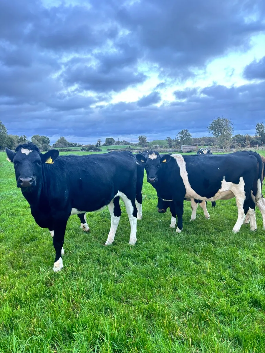 Maiden Heifers - Image 1