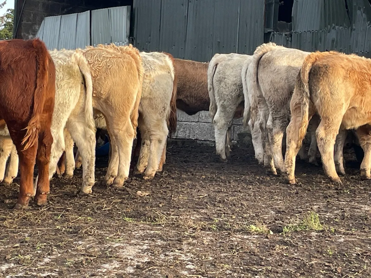 20 super 360 kg heifer Weanlings - Image 2