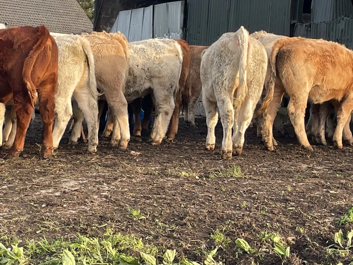 20 super 360 kg heifer Weanlings - Image 3
