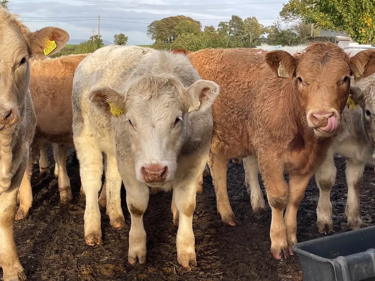 20 super 360 kg heifer Weanlings - Image 1