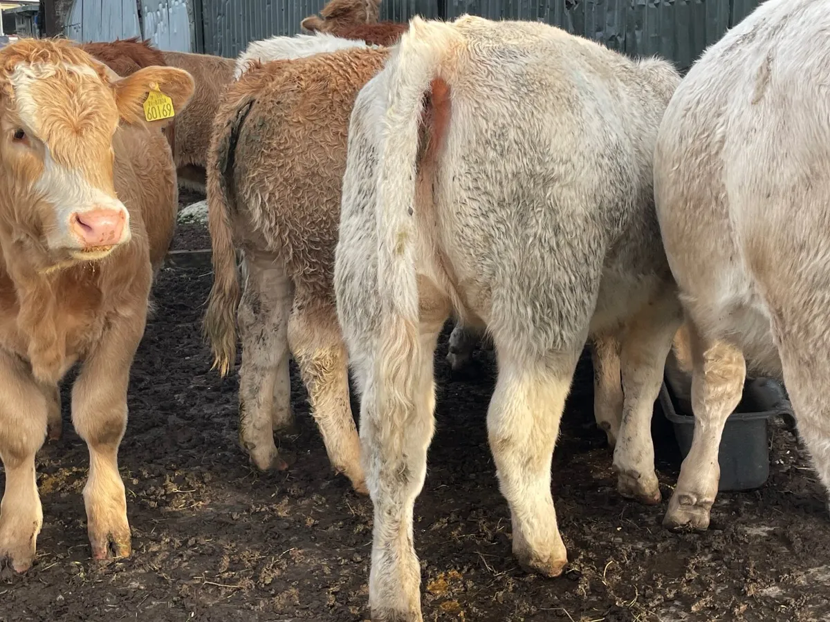 20 super 360 kg heifer Weanlings - Image 4