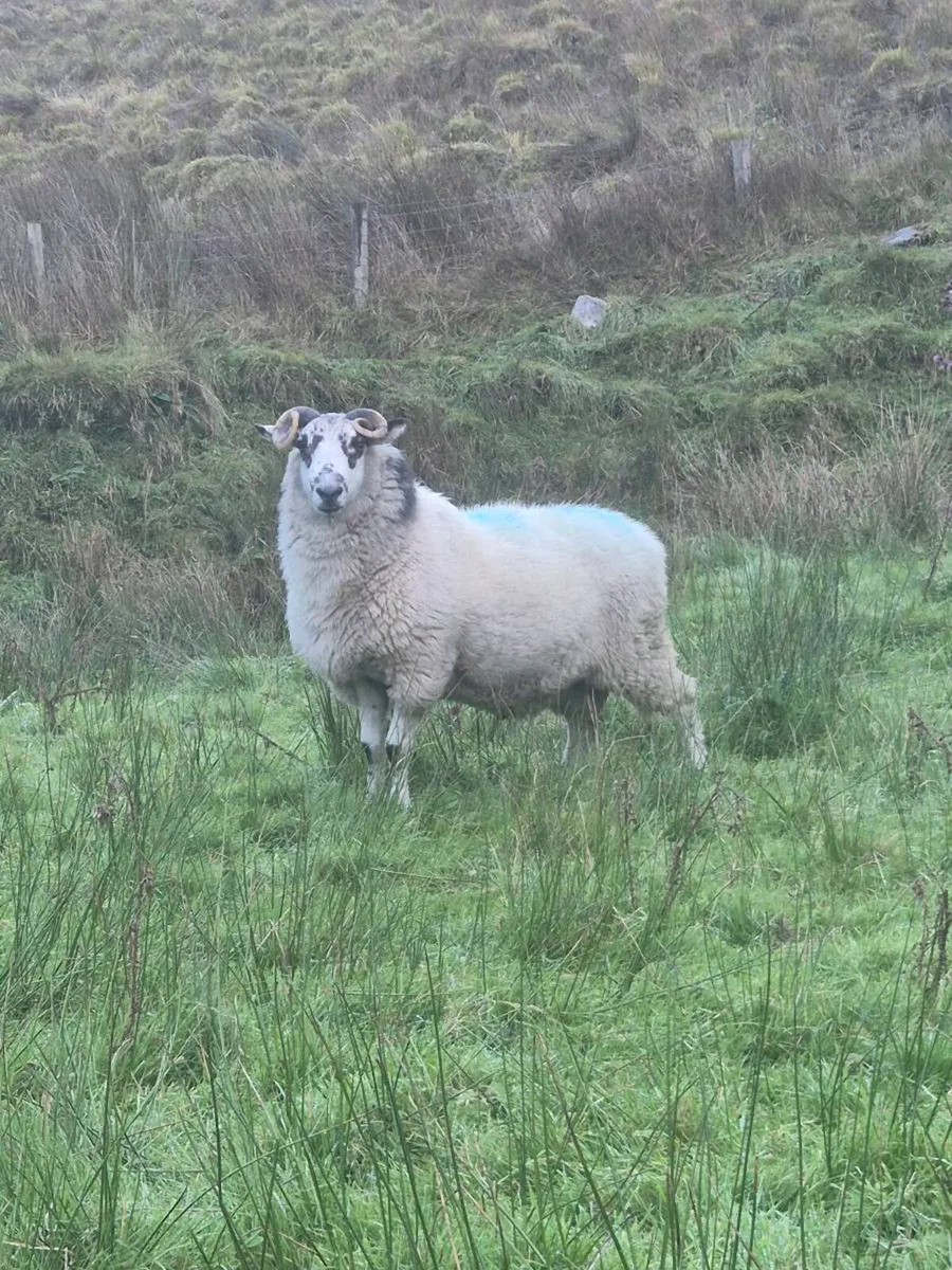 2 Brockey rams - Image 2