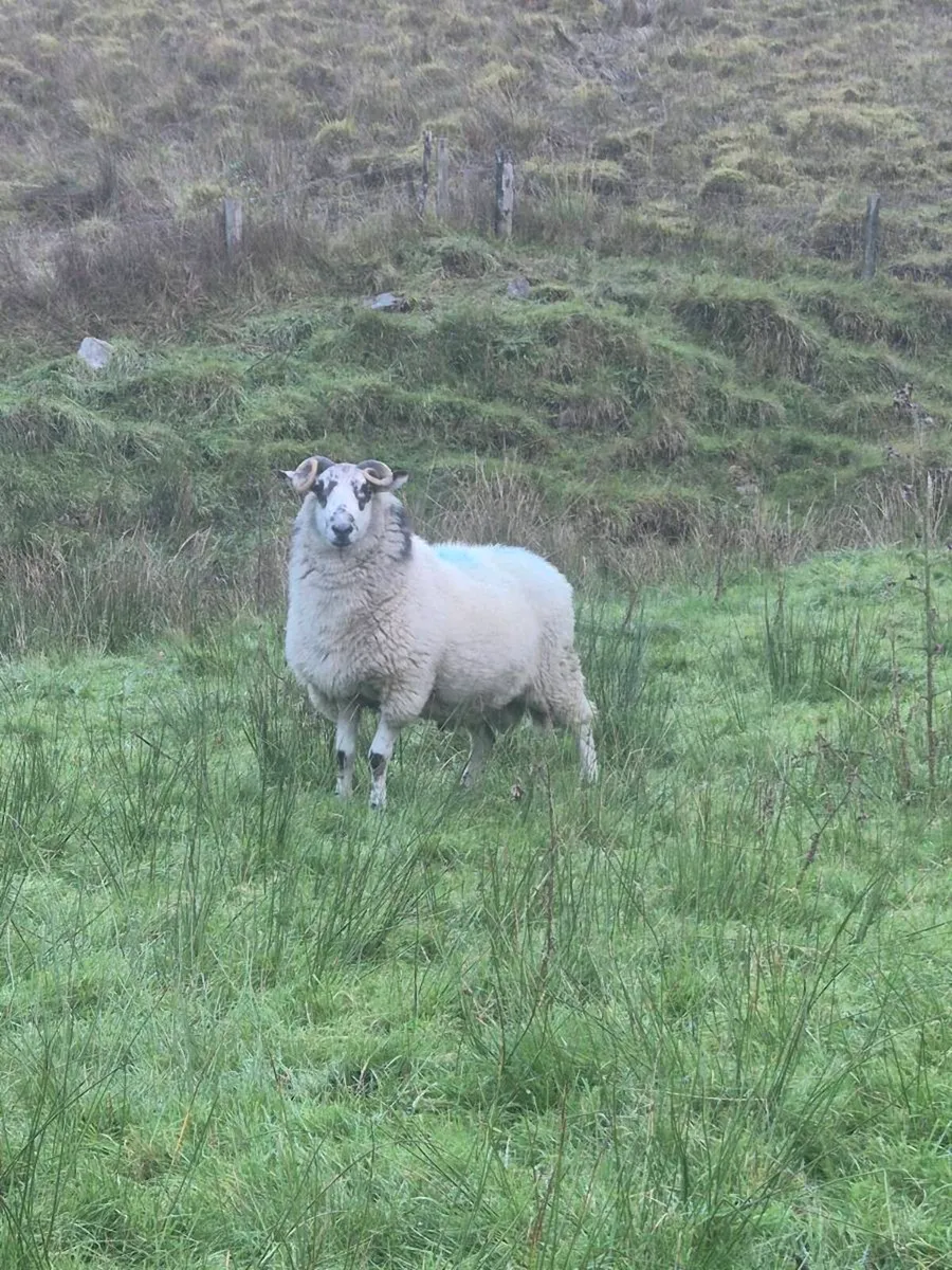 2 Brockey rams - Image 3