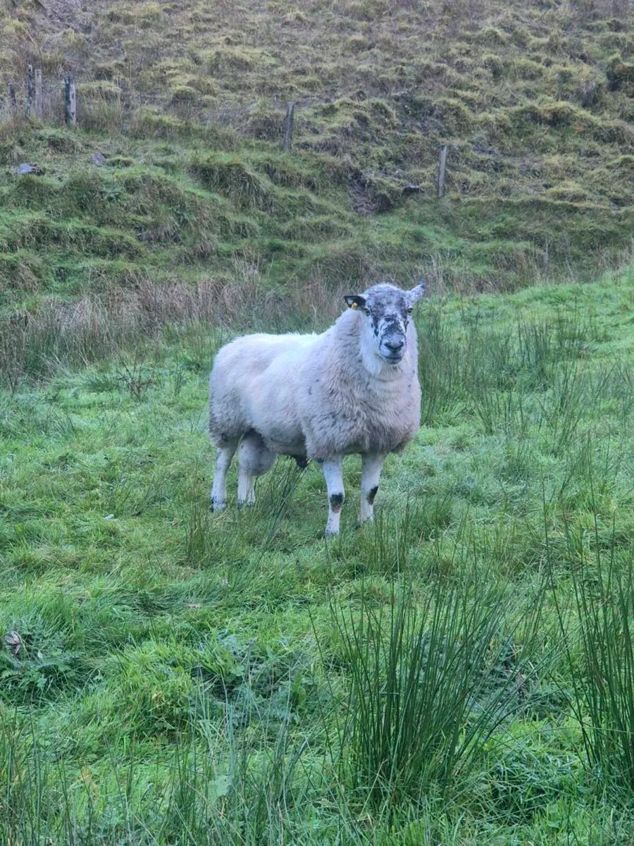 2 Brockey rams - Image 4