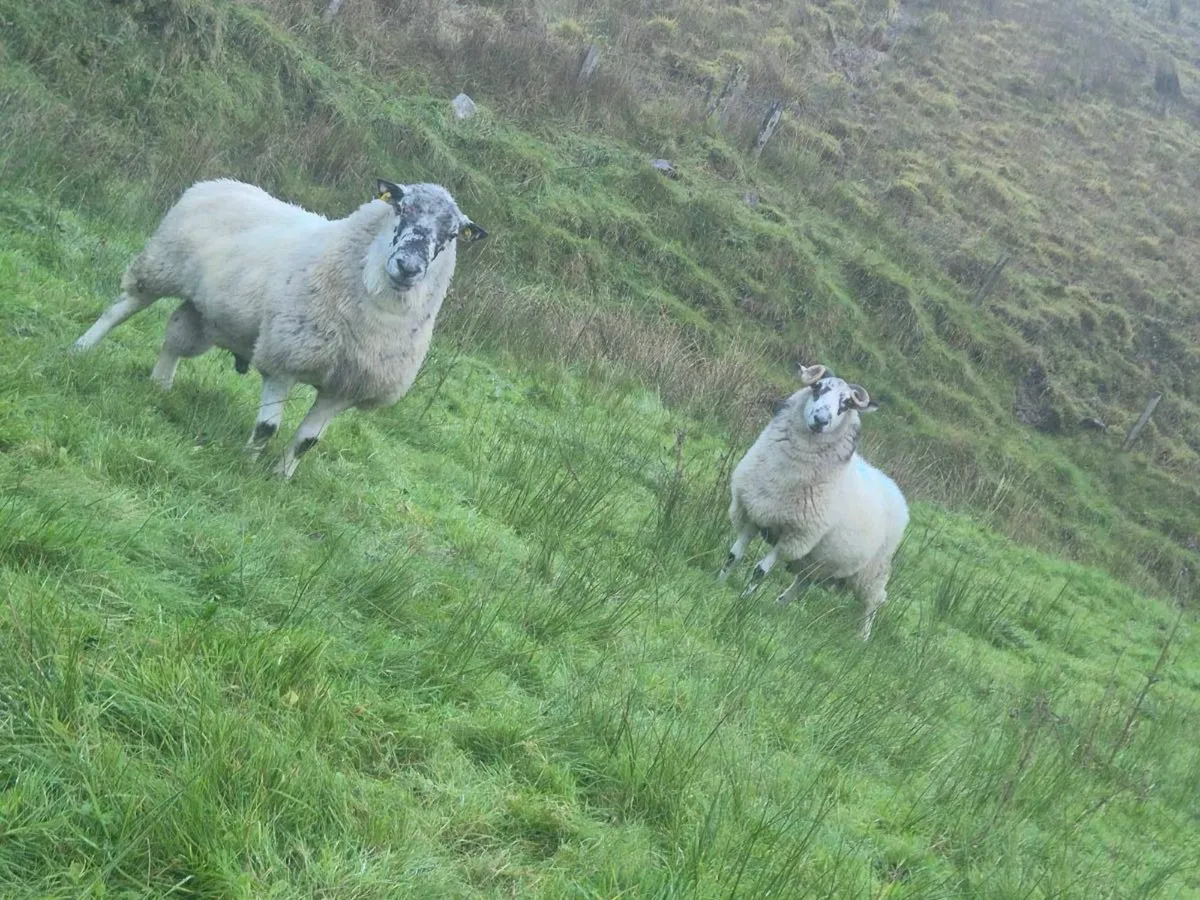 2 Brockey rams - Image 1