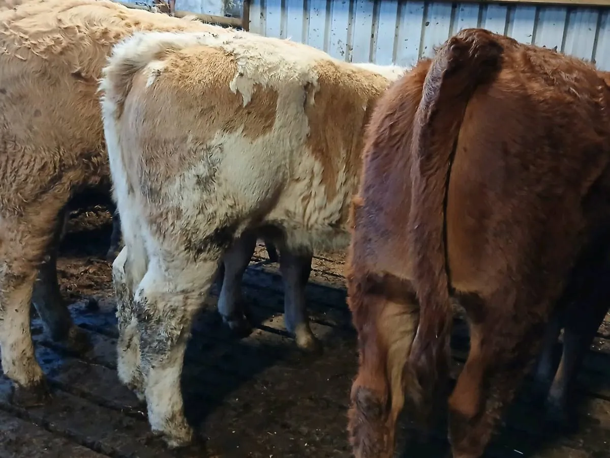 5 NICE HEIFER WEANLINGS - Image 2