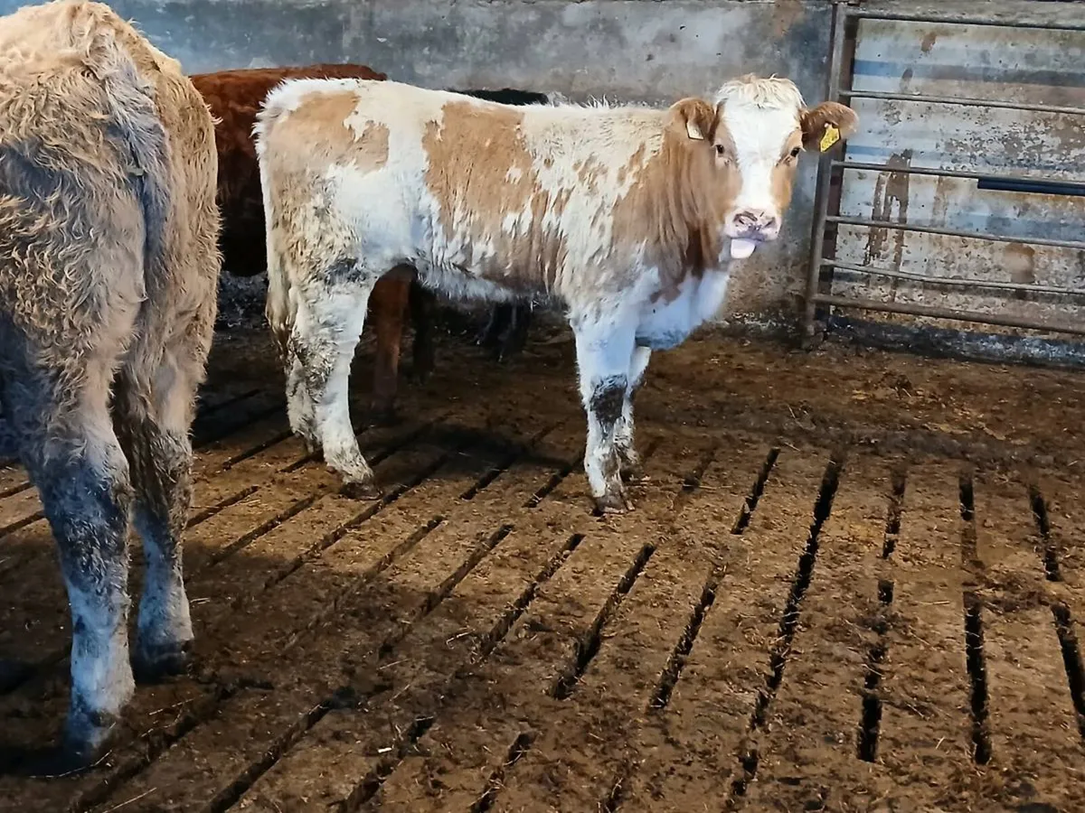5 NICE HEIFER WEANLINGS - Image 1