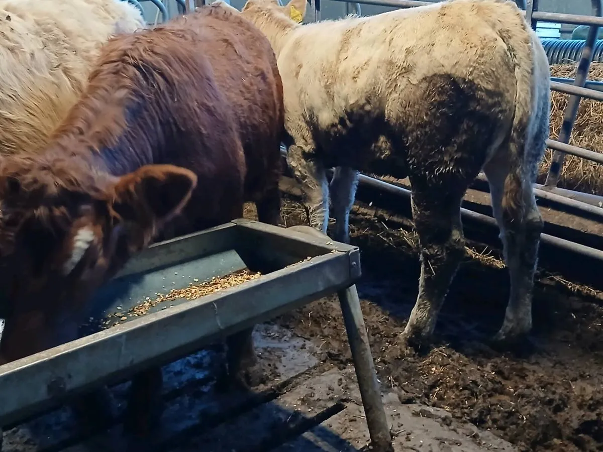 5 NICE HEIFER WEANLINGS - Image 3