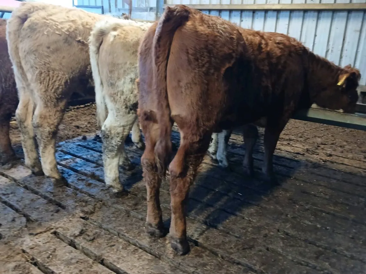 5 NICE HEIFER WEANLINGS - Image 4