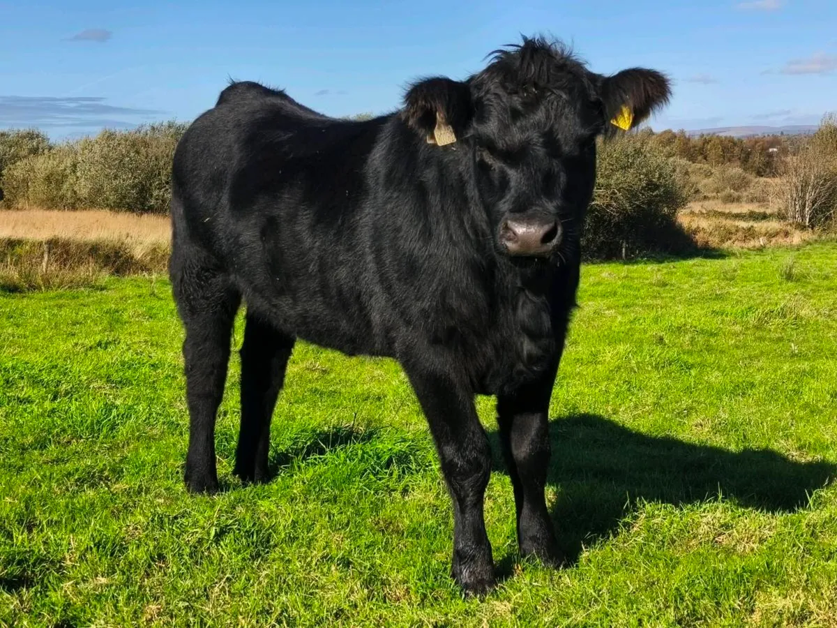 Pedigree Angus heifers - Image 2