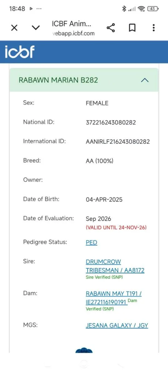 Pedigree Angus heifers - Image 3