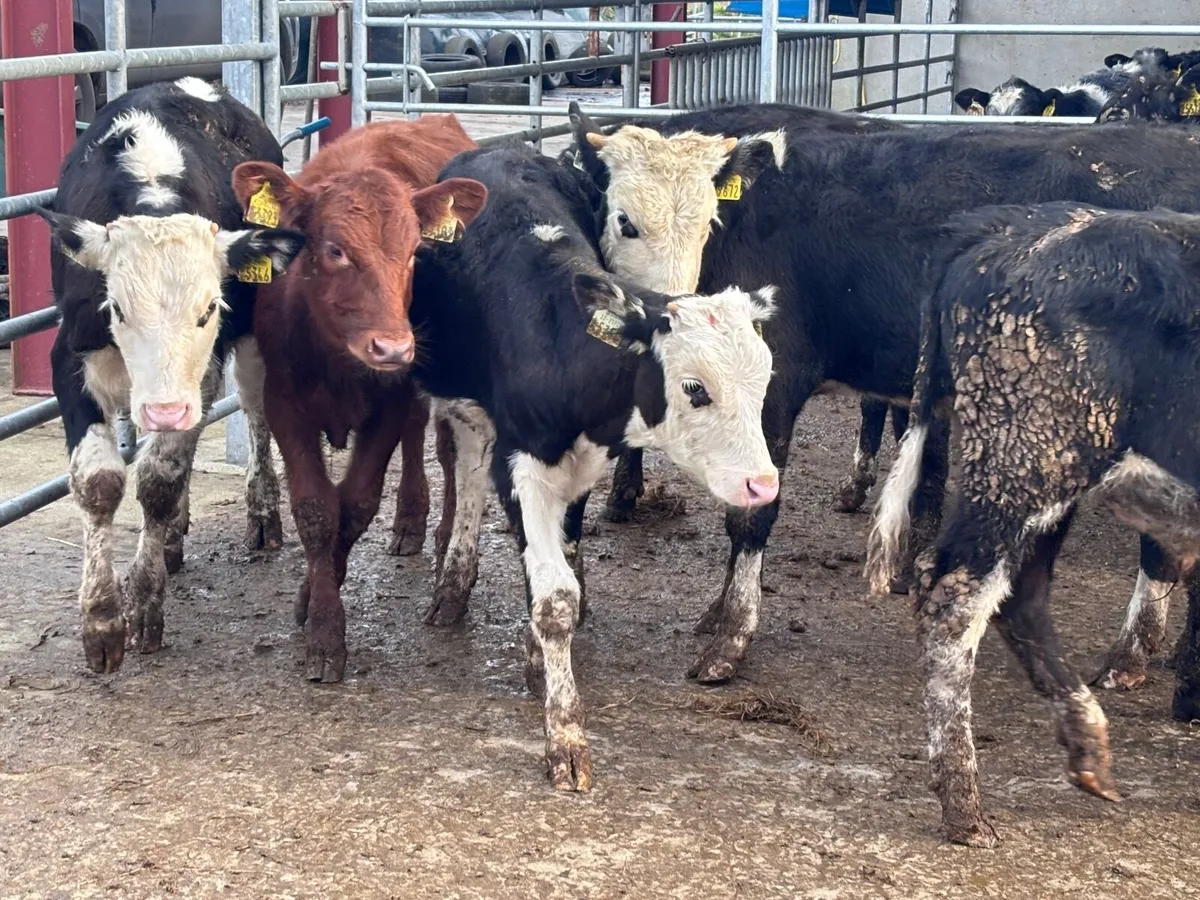 9 Angus & Hereford bull Weanlings for sale - Image 2