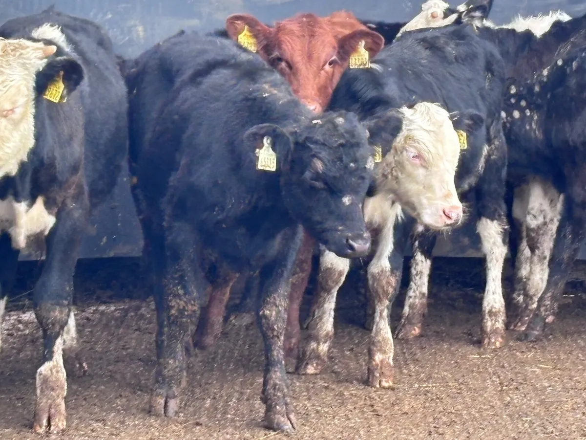 9 Angus & Hereford bull Weanlings for sale - Image 3