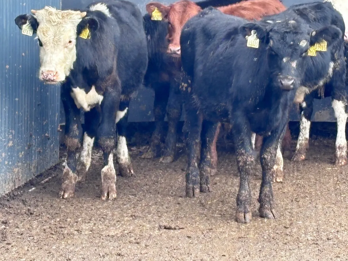 9 Angus & Hereford bull Weanlings for sale - Image 4
