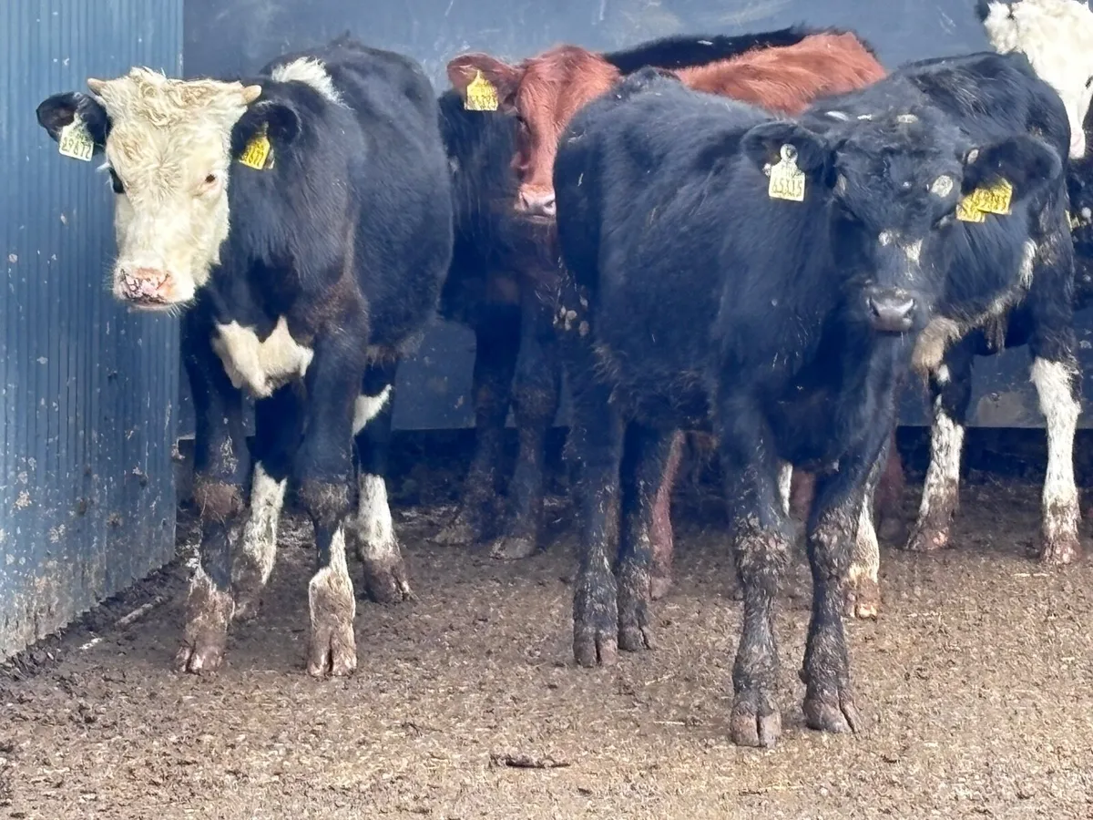 9 Angus & Hereford bull Weanlings for sale - Image 1