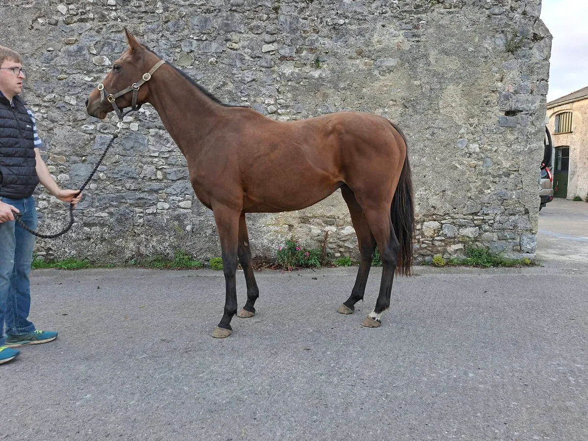 Camelot Thoroughbred Mare - Image 2