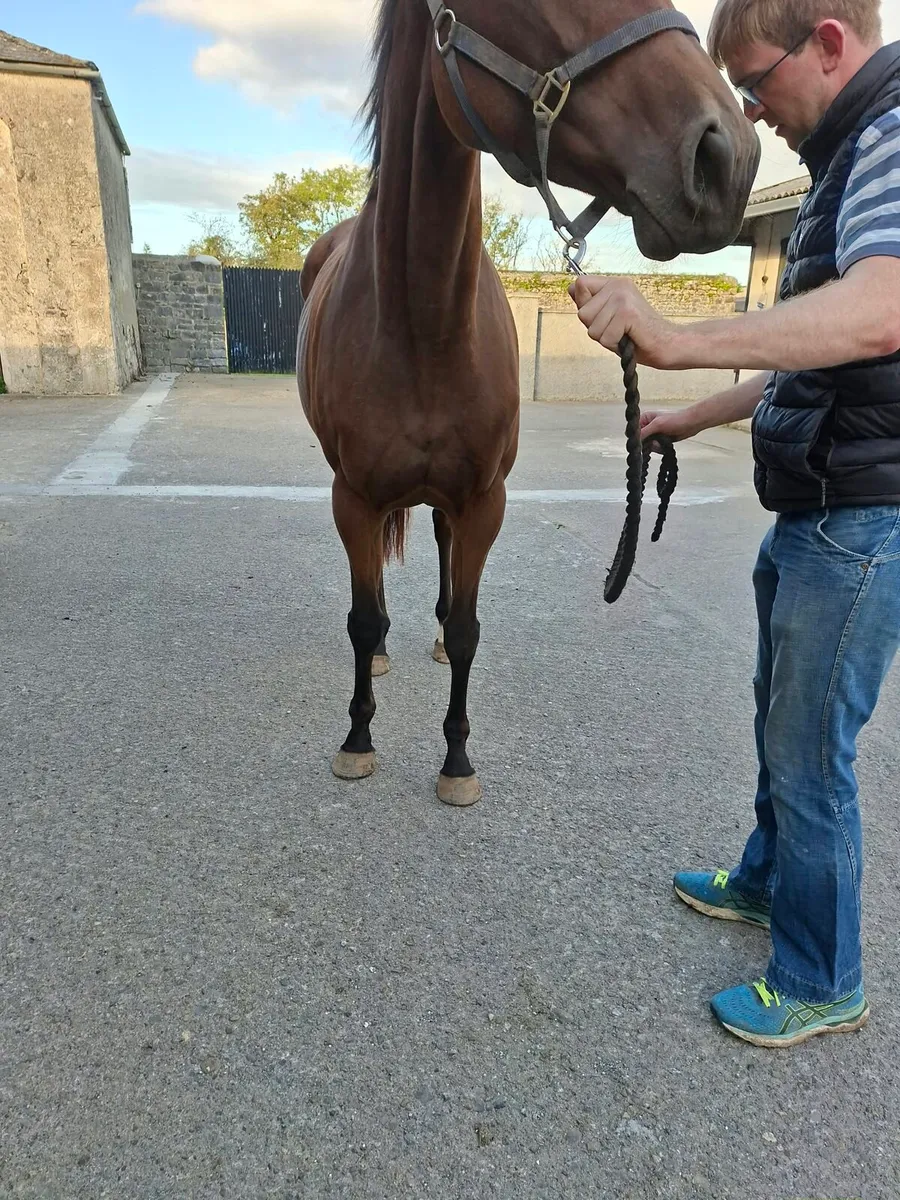 Camelot Thoroughbred Mare - Image 3