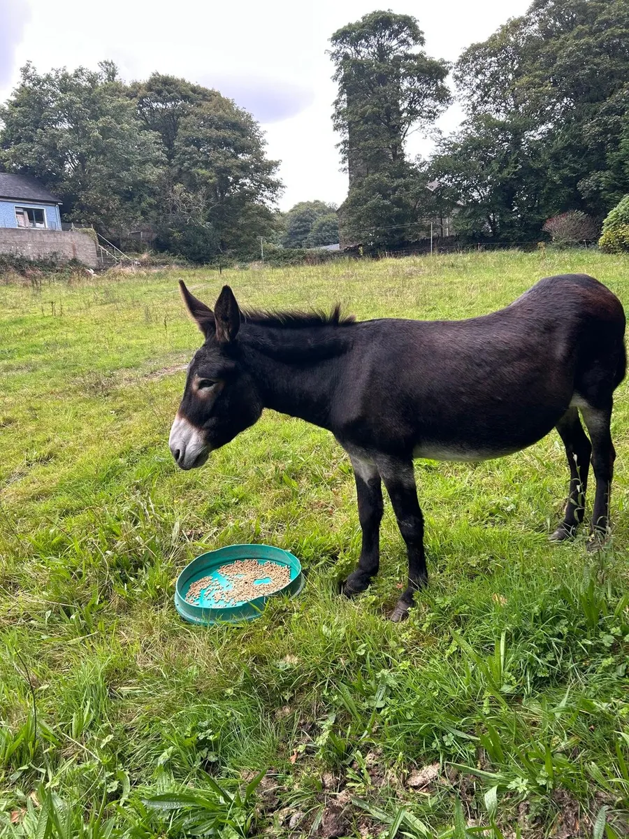 Mare donkey - Image 2