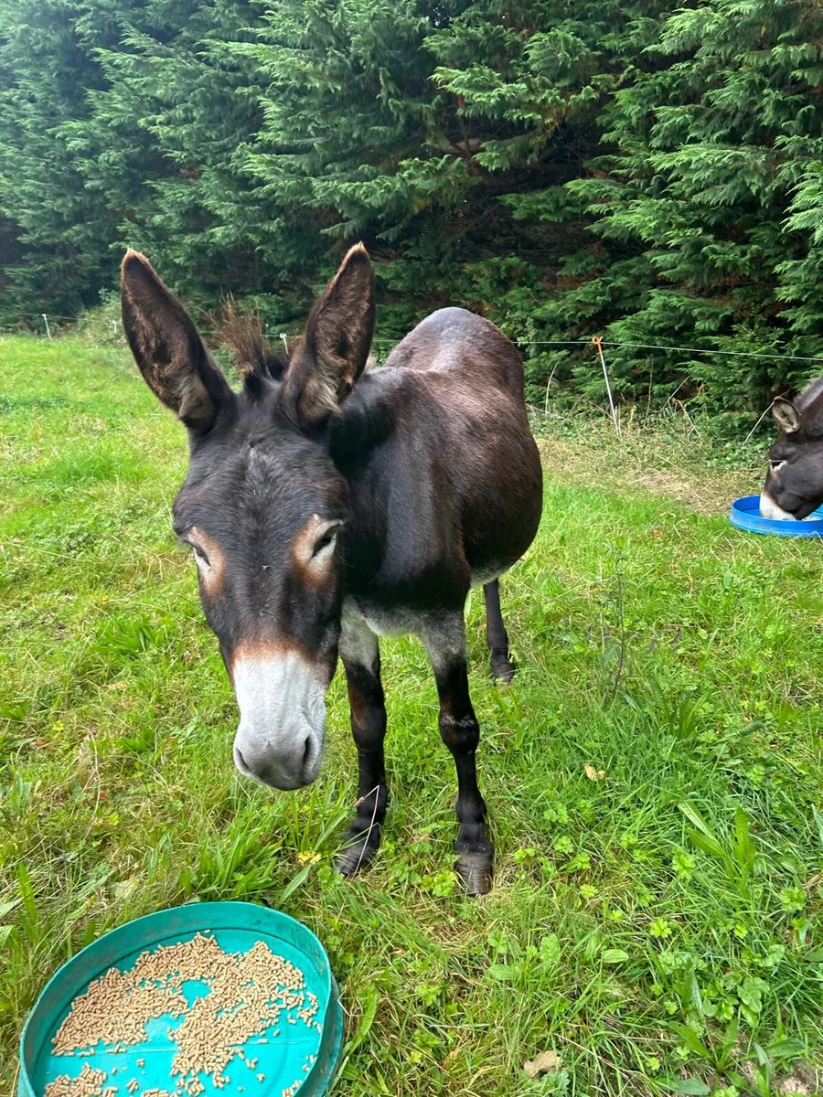 Mare donkey - Image 3